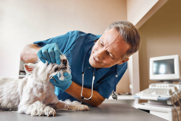 Best Broken or Cracked Tooth Emergency Dentist in De Smet, SD